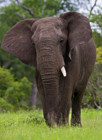 http://www.earthlyissues.com/elephants.htm