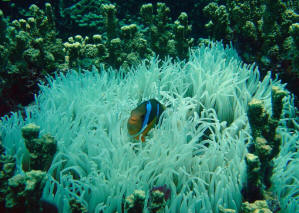 http://www.photolib.noaa.gov/700s/reef0794.jpg