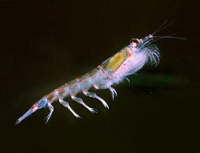 http://swfsc.noaa.gov/uploadedImages/Species/Invertebrates/Krill/clip_image001.jpg