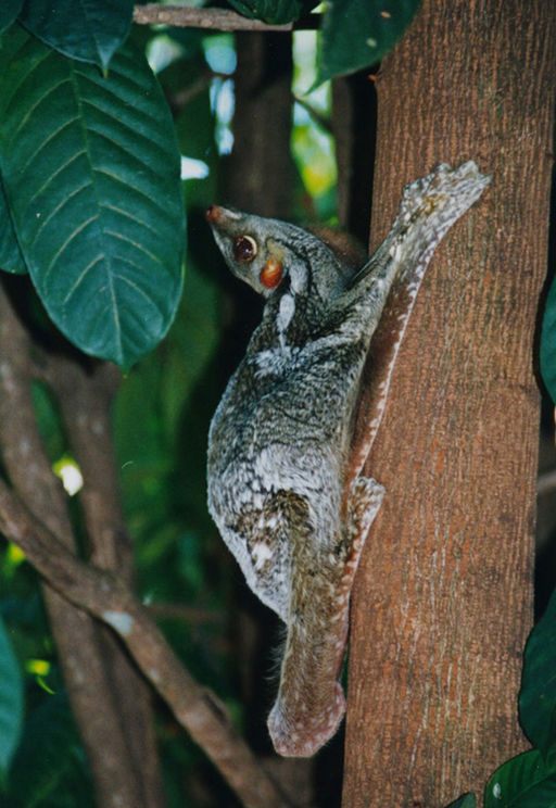 Malayan colugo. Image by Nina Holopainen