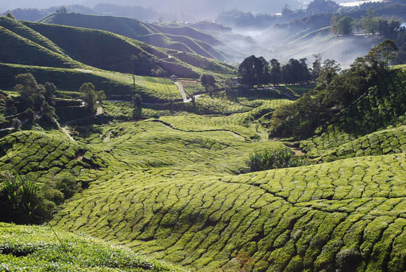 Deforestation in Malaysia. Image by Loke Seng Hon