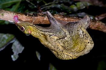 Colugo licking tree. Image by Nick Garbutt