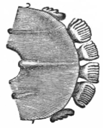 Dermoptera teeth