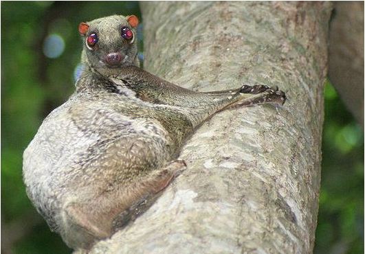 Colugo. Image by Medeis