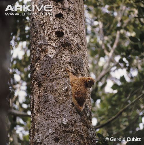 Malayan colugo. Photo by Gerald Cubitt