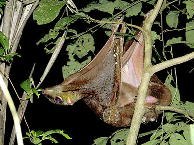 Adult male colugo. Image by Nick Baker