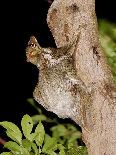 Adult colugo. Image by Nick Baker