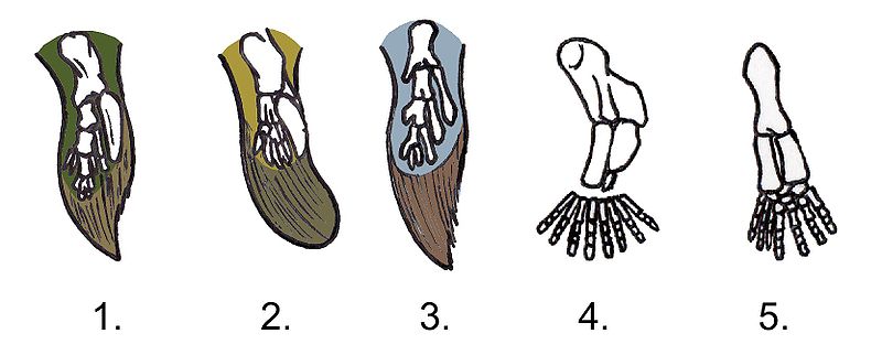 Tetrapod limb transition. Tiktaalik roseae's fin is #1. Photo used from Wikimedia Commons, Creative Commons License, uploaded by Conty.