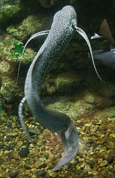 A lungfish. Photo used from Wikimedia, uploaded by OpenCage. 