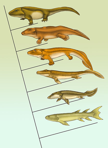 Tiktaalik roseae tree. Photo used from Wikimedia Commons, uploaded by Maija Karala.