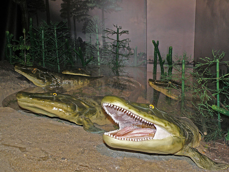 An interpretation of Tiktaalik's habitat. Photo used from Wikimedia Commons, uploaded by Alina Zienowicz.