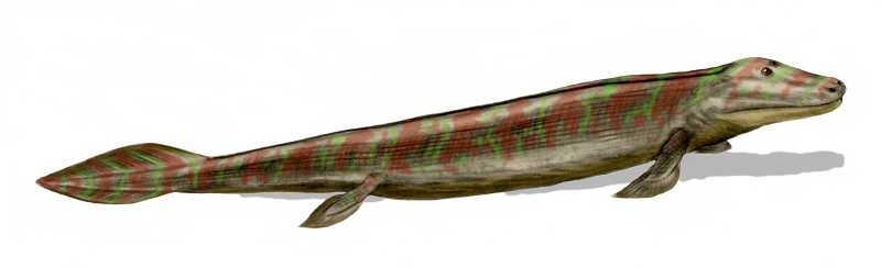 Tiktaalik roseae drawing. Photo used from Wikimedia Commons, uploaded by Nobu Tamura. 