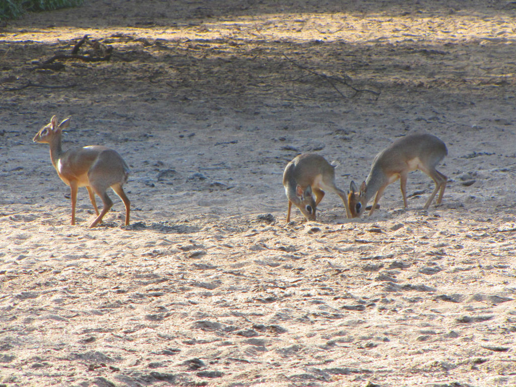 Dik-dik family. Wikipedia (D. Gordon E. Robertson)