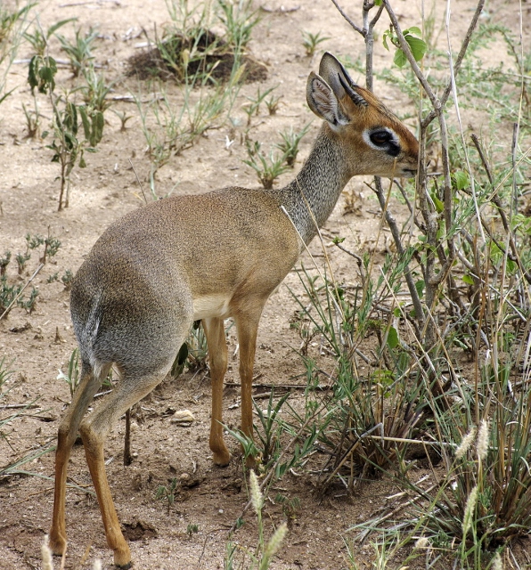 Kirk's dik-dik. Wikipedia Commons (J.P. Hamon)