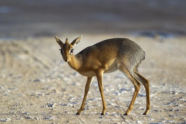 Female Madoqua kirkii- Wikipedia (Yathin Krishnappa)