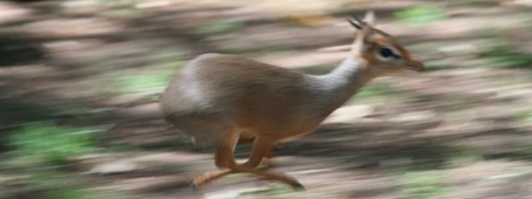 Dik-dik in motion by Mickey Burwell from Bill & Sue-on Hillman's ERBzine 