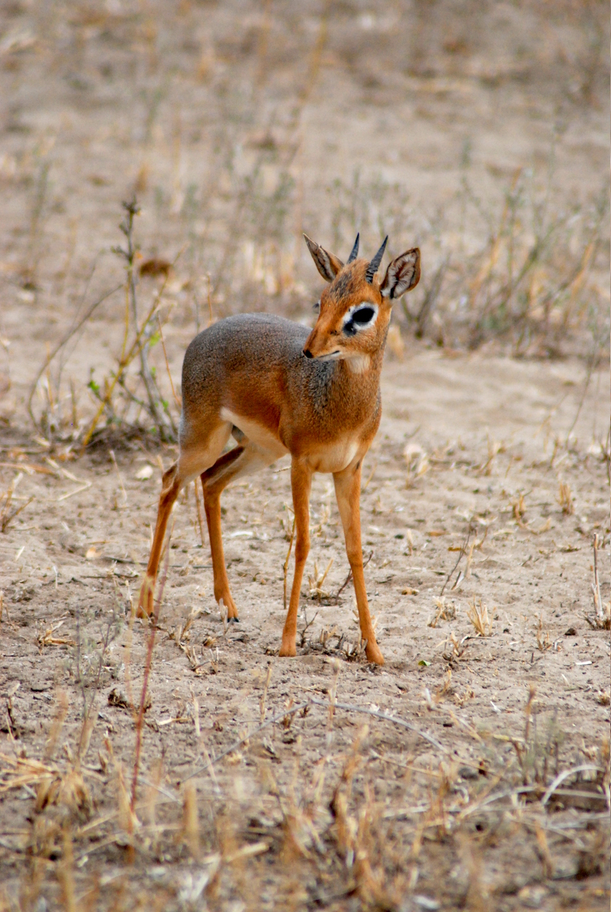 Dik-dik in Tarangire National Park. Wikipedia Commons (Pedro Gonnet)