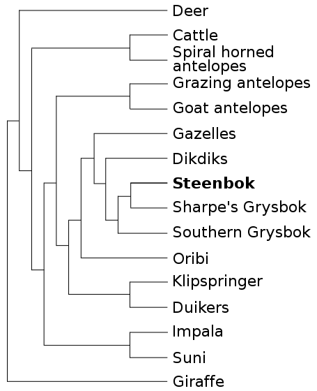 Phylogenetic tree by Mehmet Karatay based on data from Matthee & Davis, 2001)