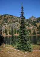 Subalpine zone in Mt. Rainier National Park