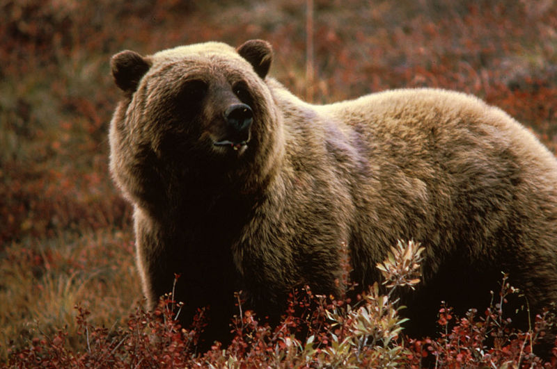 Grizzly Bear