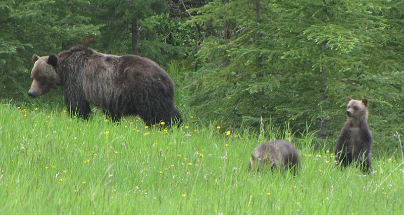 A female grizzly and her cubs