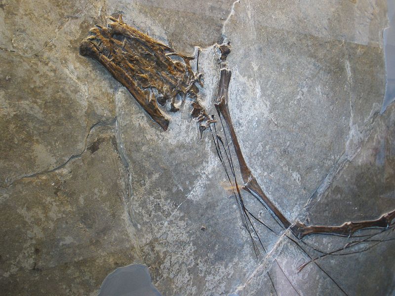 Fossil of Tanystropheus longobardicus skull and neck (along with ribs; fine lines along neck/vertebrae).