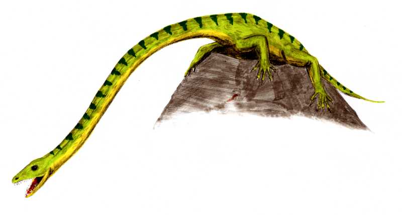 Sketch of Green Tanystropheus longobardicus on a rock