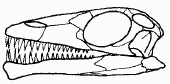 Tanystropheus longobardicus skull drawing