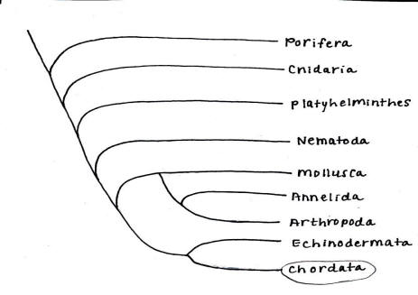 Phylum