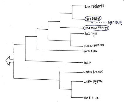 Tiger musky classification