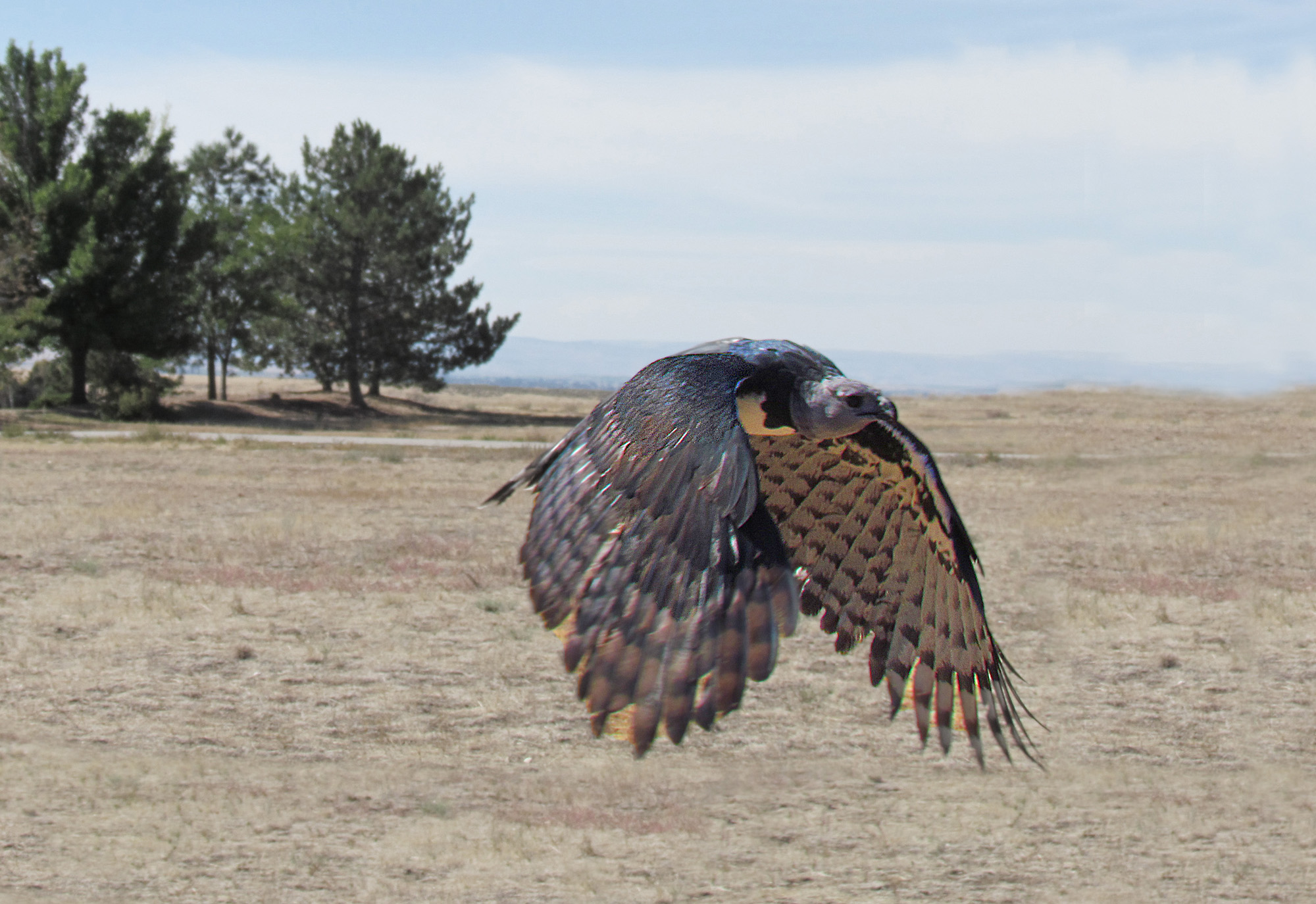 Harpy Eagle in flight. Photo taken by Jitze Couperus, published on Flickr