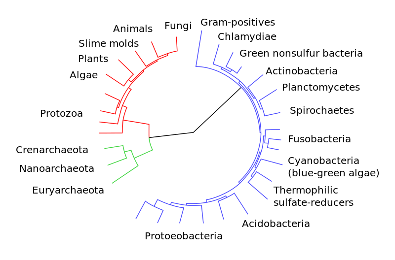 Phylogeny Tree of Common Ancestory: Published on Wikimedia Commons