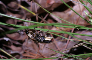 Underside of Photinus ignitus courtesy of Don Salvatore