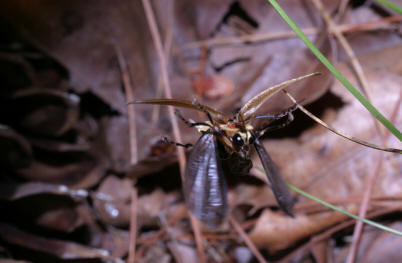 Photuris firefly (same family as Photinus) in mid-flight courtesy of Don Salvatore