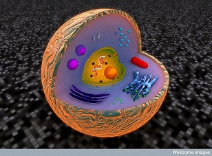 Eukarya cell courtesy of Anna Tanczos