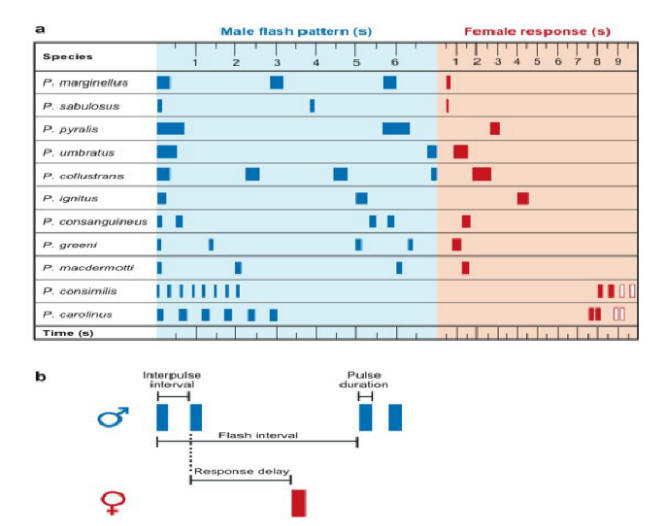 Table of male flash pattern and female response courtesy of Tufts University