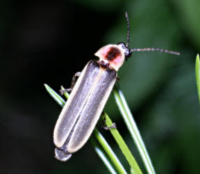 Picture of Photinus ignitus courtesy of Don Salvatore