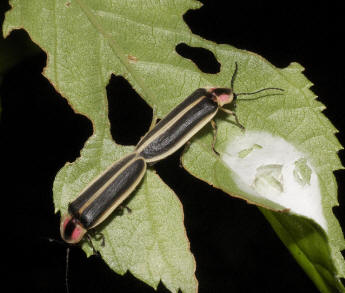 The second stage of mating for Photinus ignitus, courtesy of Don Salvatore