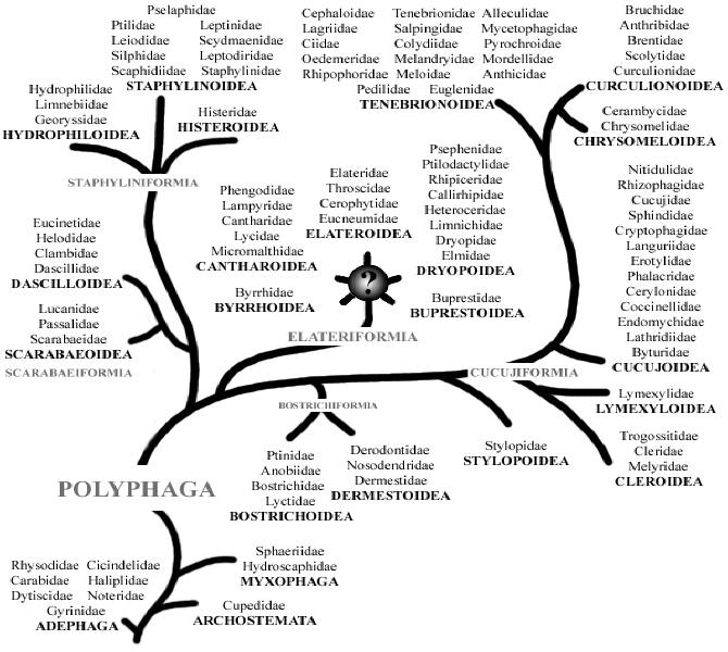 Phylogenetic tree of the family Lampyridae courtesy of Cedar Creek Ecosystem Science Reserve