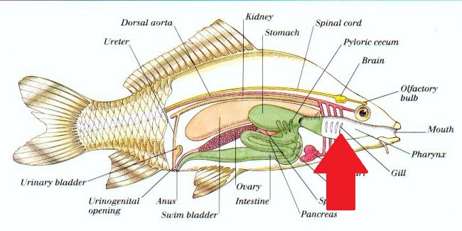 Internal organs