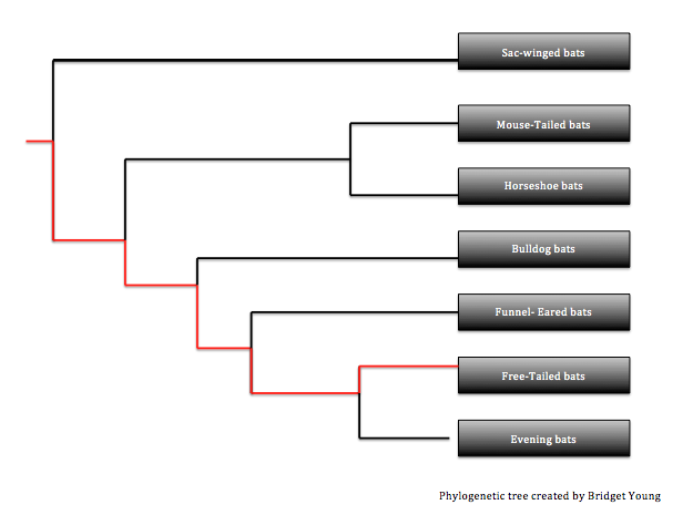 Phylogenetic tree of Chiroptera family