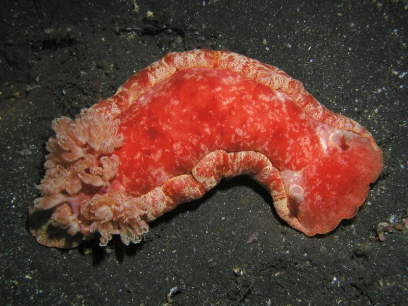 The Spanish Dancer - Image courtesy to Chicka Wantanaba