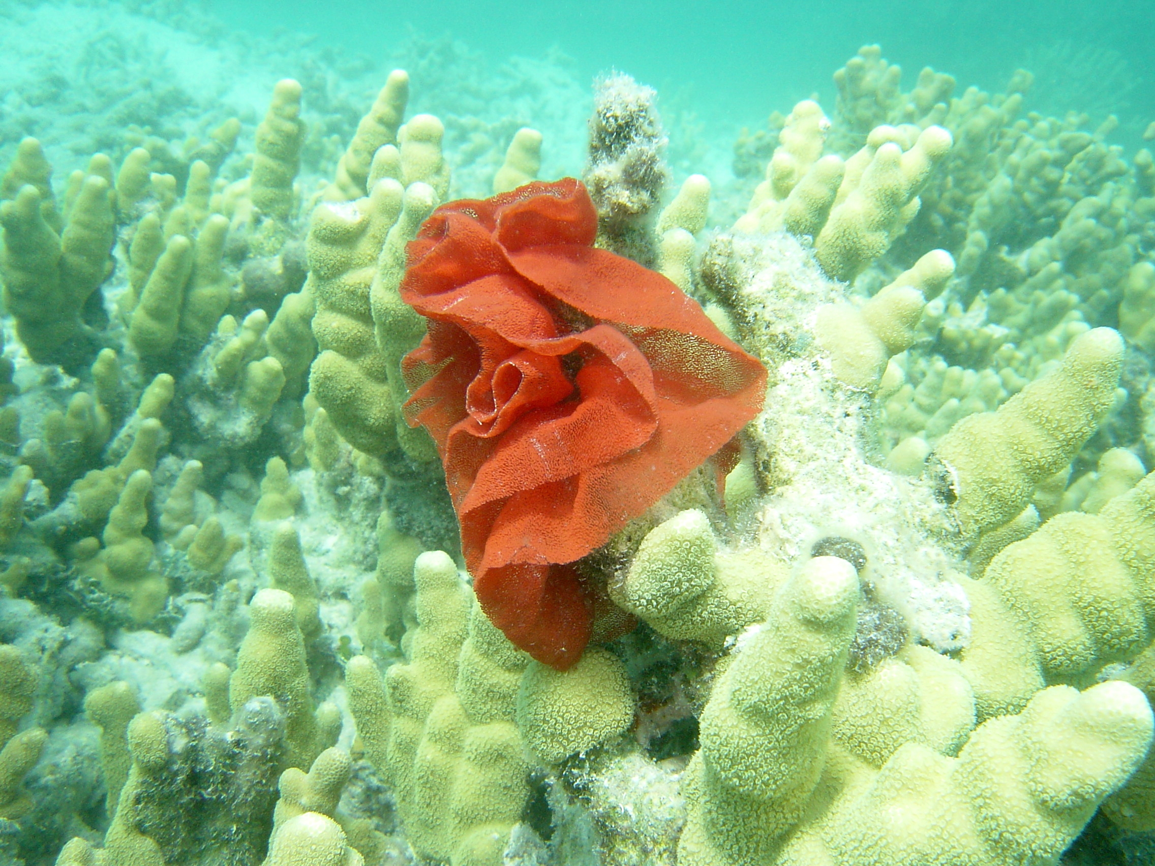 Spanish dancer eggs in the form of a ribbon