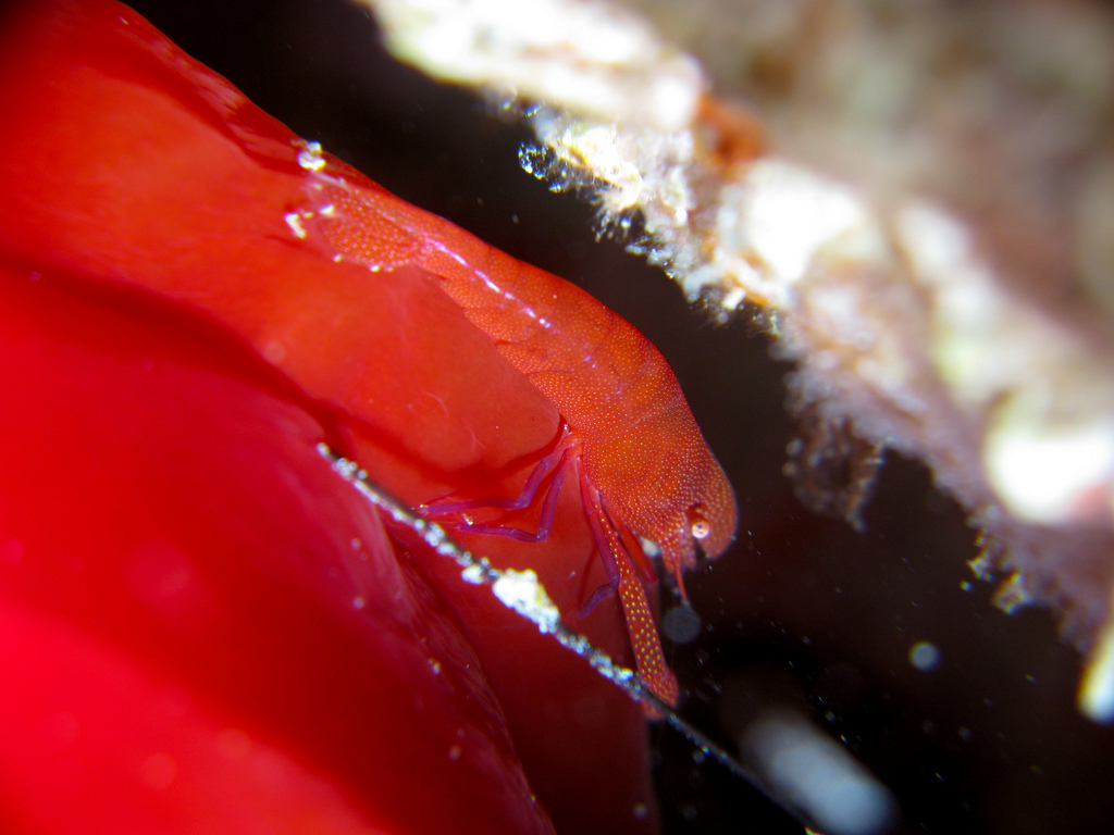 Emperor Shrimp on Spanish Dancer