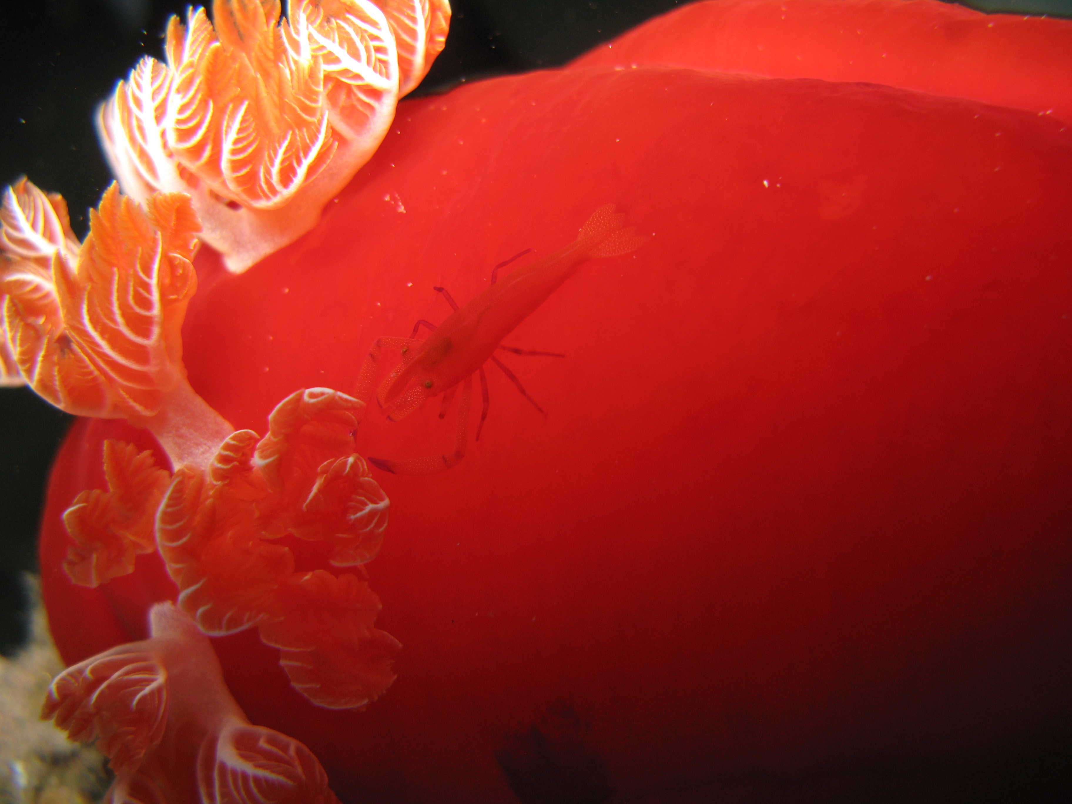 Gills with the mutualist emperor shrimp