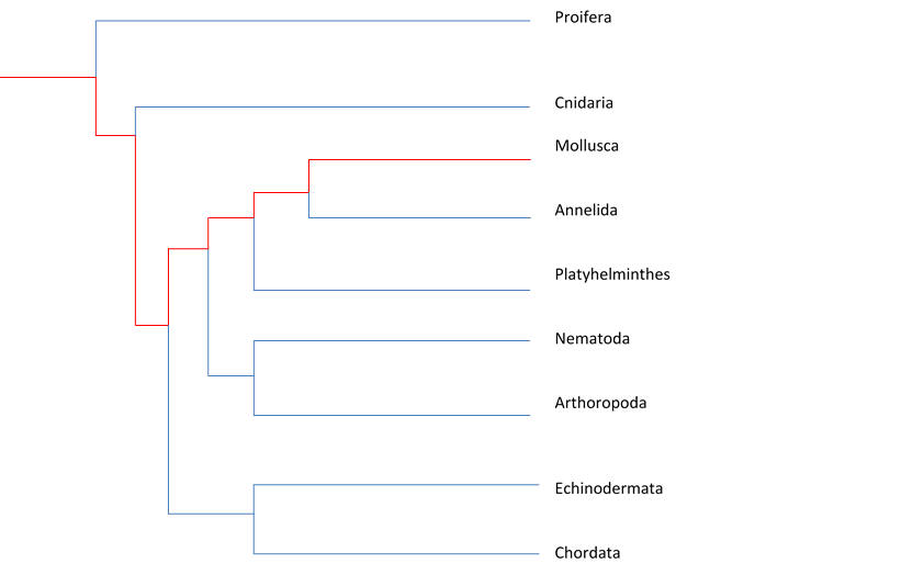 phylogeny