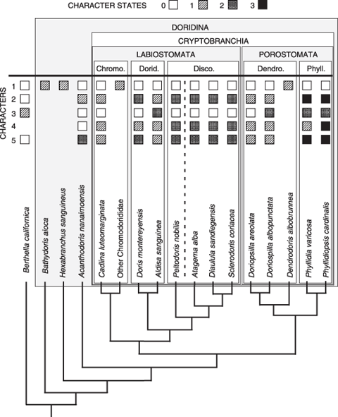 Phylogeny