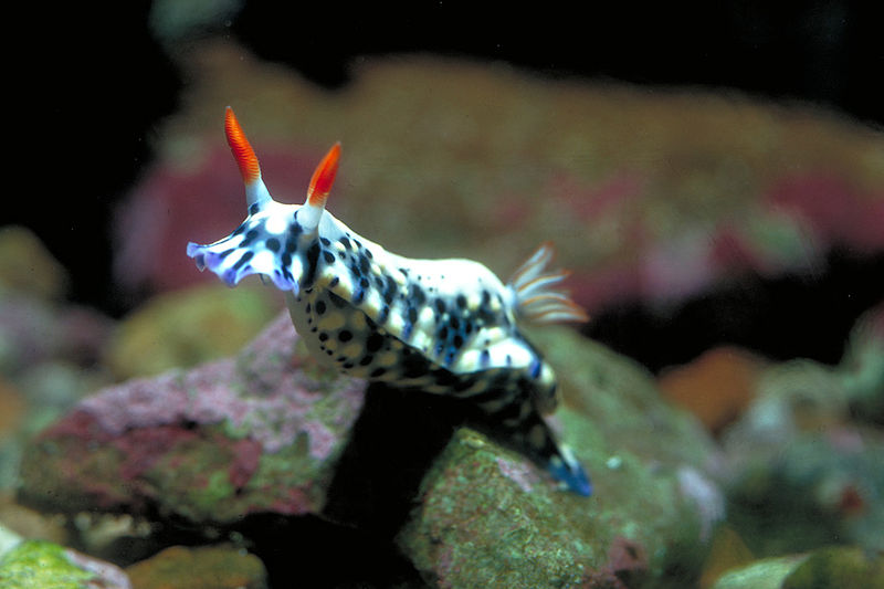 Red Sea Nudibranch - Image courtesy of Daviddarmo