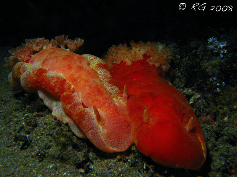 Side by side mating