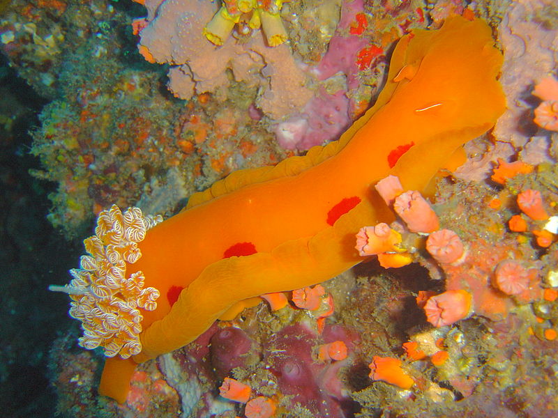 Rare yellow nudibranch